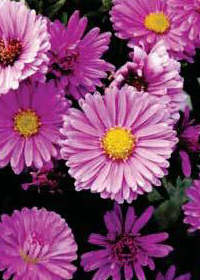 Aster 'Kickin Pink Chiffon'